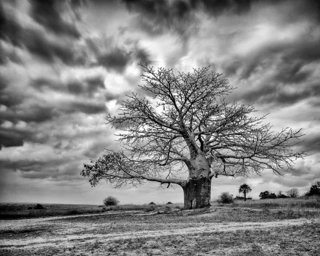 Baobab tree (Imbondeiro)