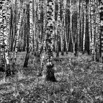 Birches, Voronezh, Russia. 2011