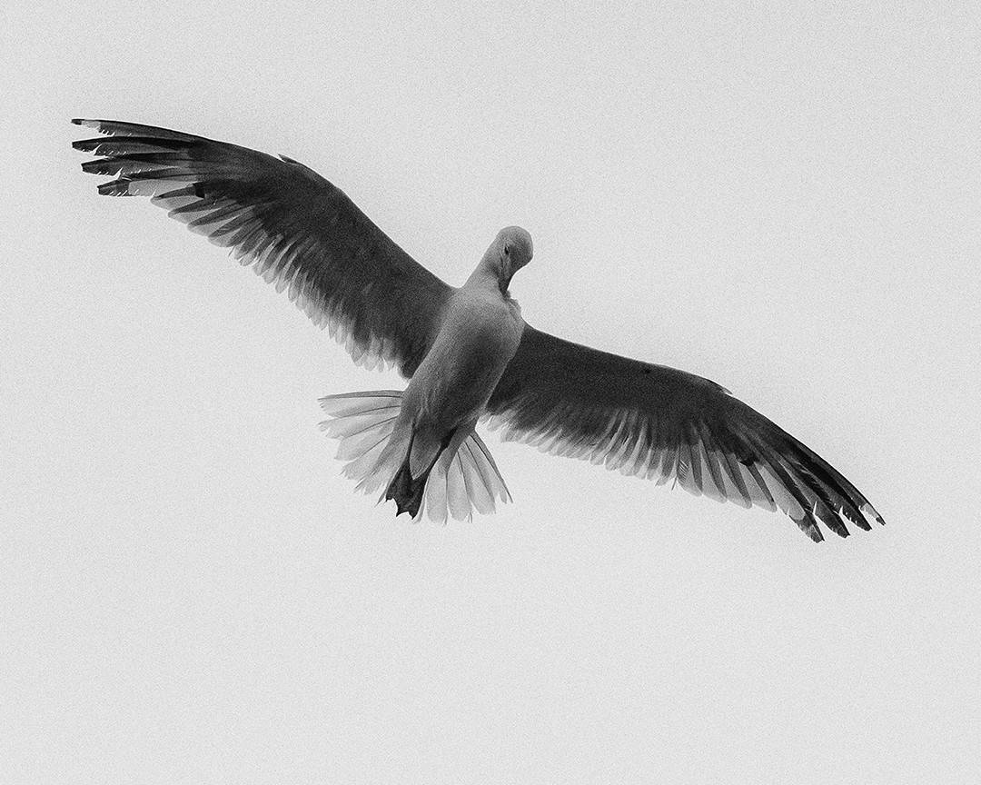 Itch in flight, Sines, Portugal. 2020