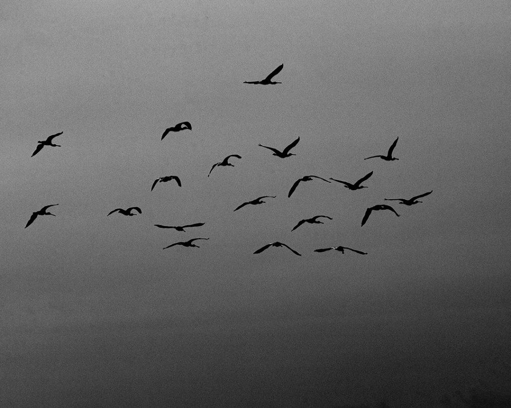 Nineteen Birds, Torre, Portugal. 2020