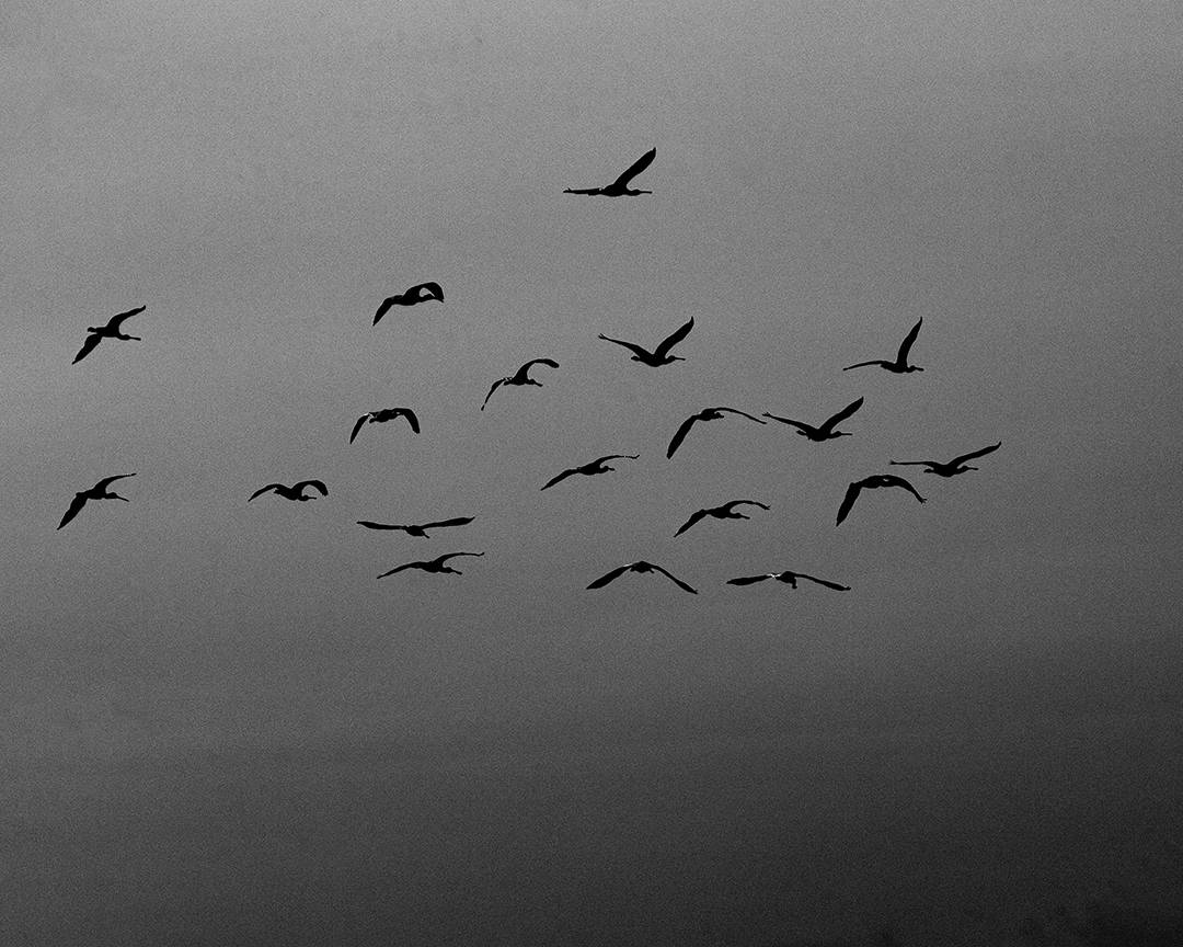 Nineteen Birds, Torre, Portugal. 2020