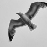 Stork Study # 19, Casoto, Sines, Portugal. 2020