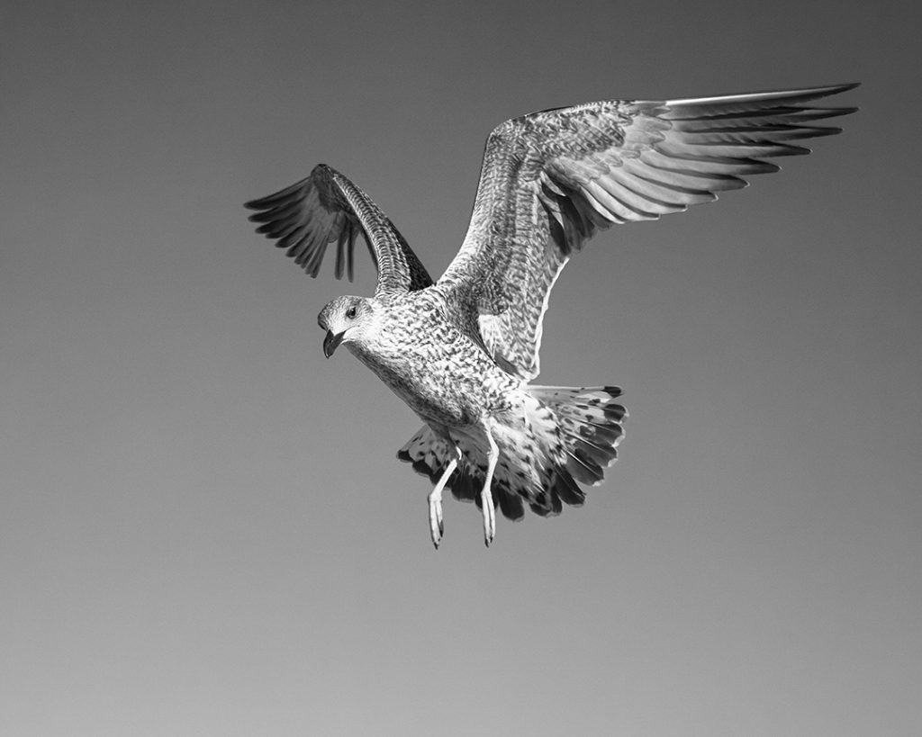 Seagull study # 12, Sines, Portugal. 2020
