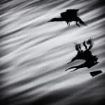 Cormorant Abstract, Study 1, Sines, Portugal. 2020