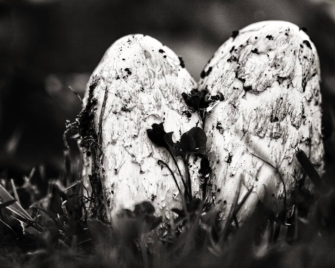 Mushroom Love, Czech Republic. 2003