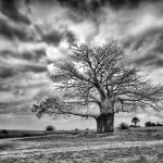 Baobab tree (Imbondeiro)