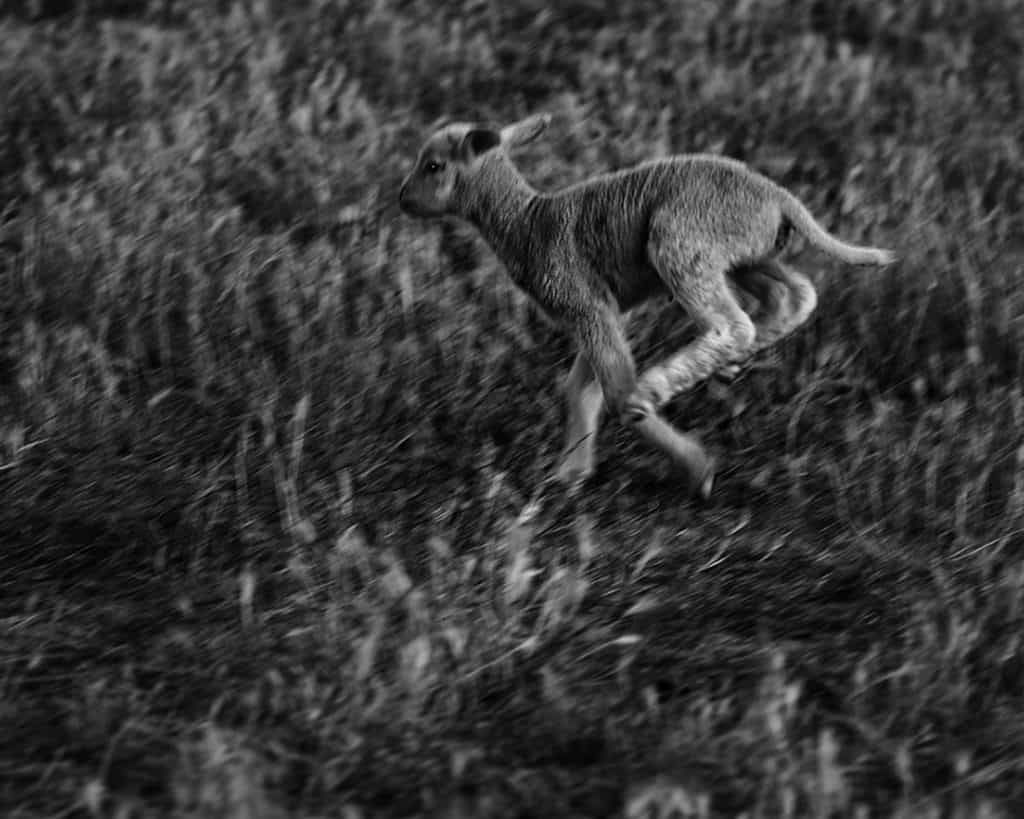 Babby Sheep Study, Casoto, Sines, Portugal. 2020