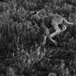 Babby Sheep Study, Casoto, Sines, Portugal. 2020