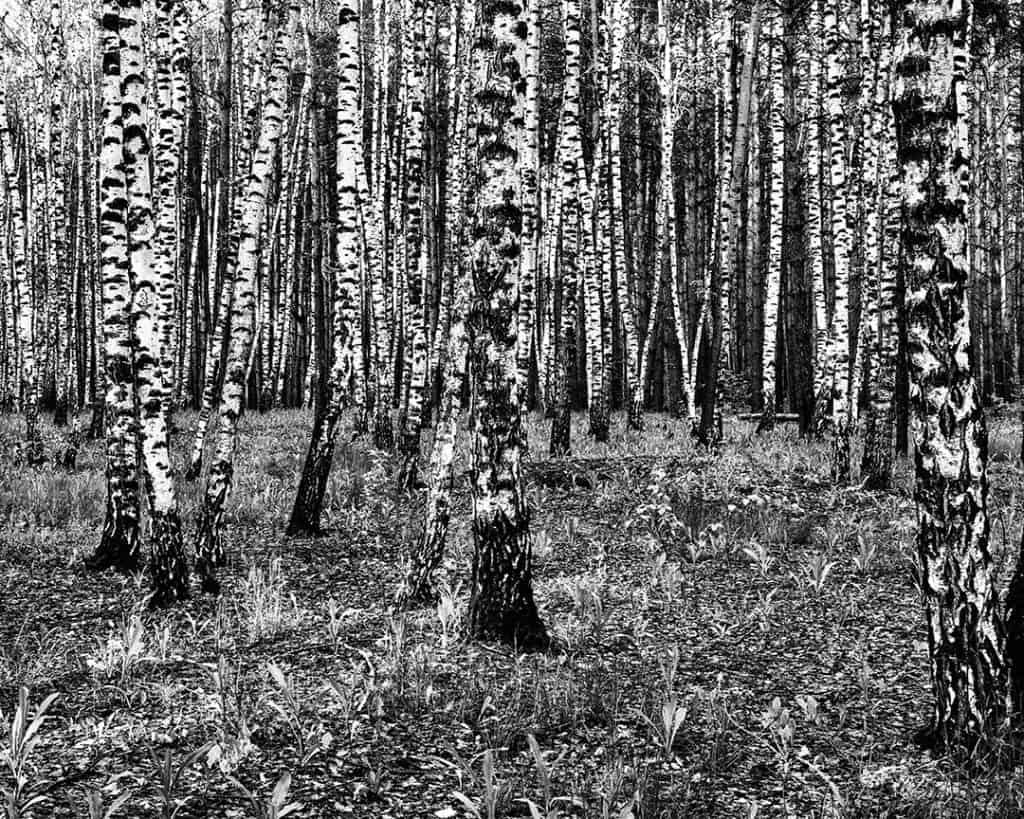 Birches, Voronezh, Russia. 2011