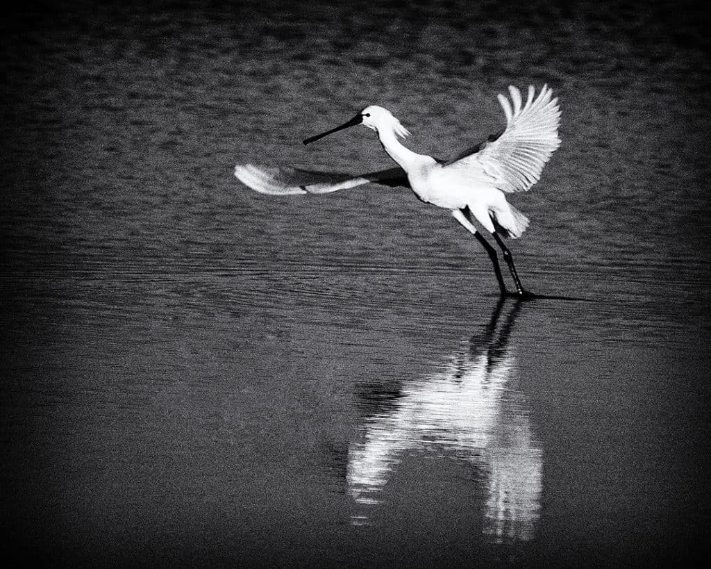 Eurasian Spoonbill, Platalea leucorodia, Lagoa de Santo André, Santiago do Cecém, Portugal. 2019