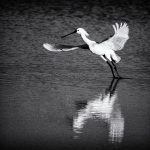 Eurasian Spoonbill, Platalea leucorodia, Lagoa de Santo André, Santiago do Cecém, Portugal. 2019