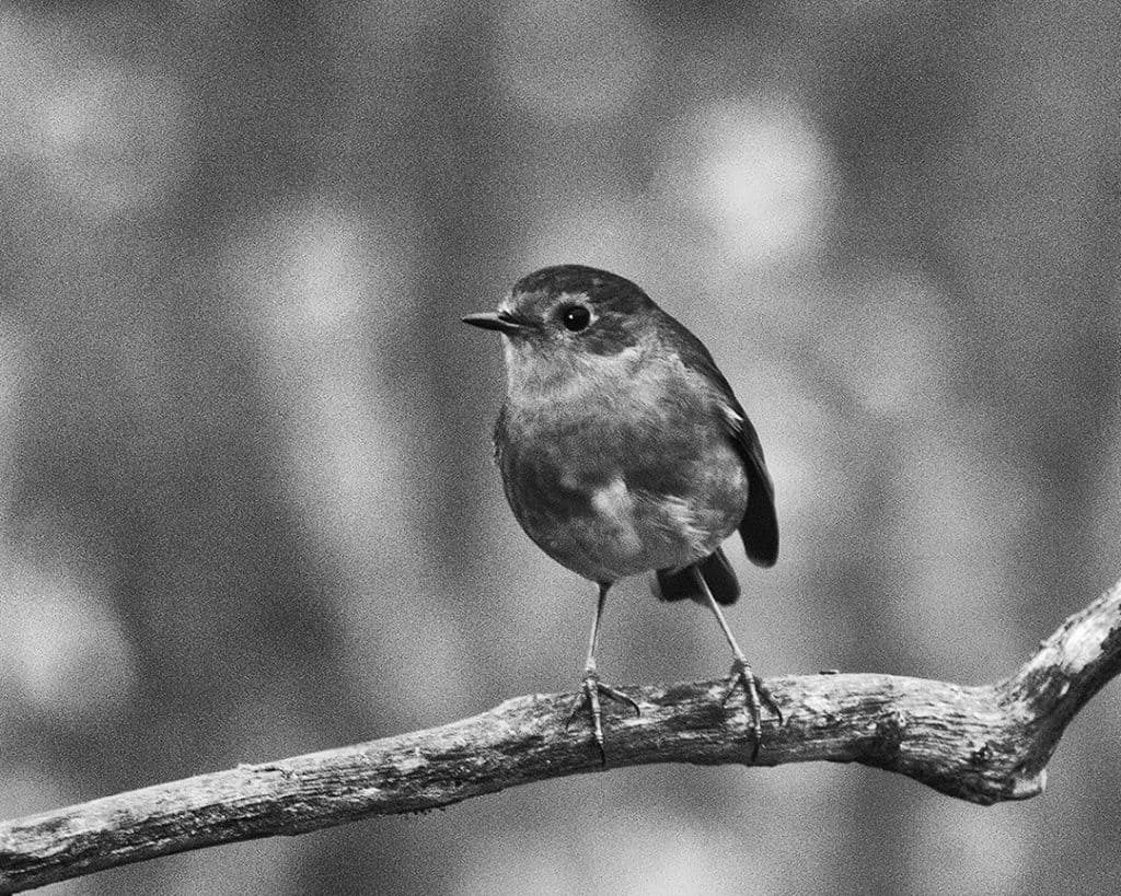 European Robin (Erithacus rubecula), Santiago do Cacém, Portugal. 2019