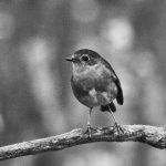 European Robin (Erithacus rubecula), Santiago do Cacém, Portugal. 2019