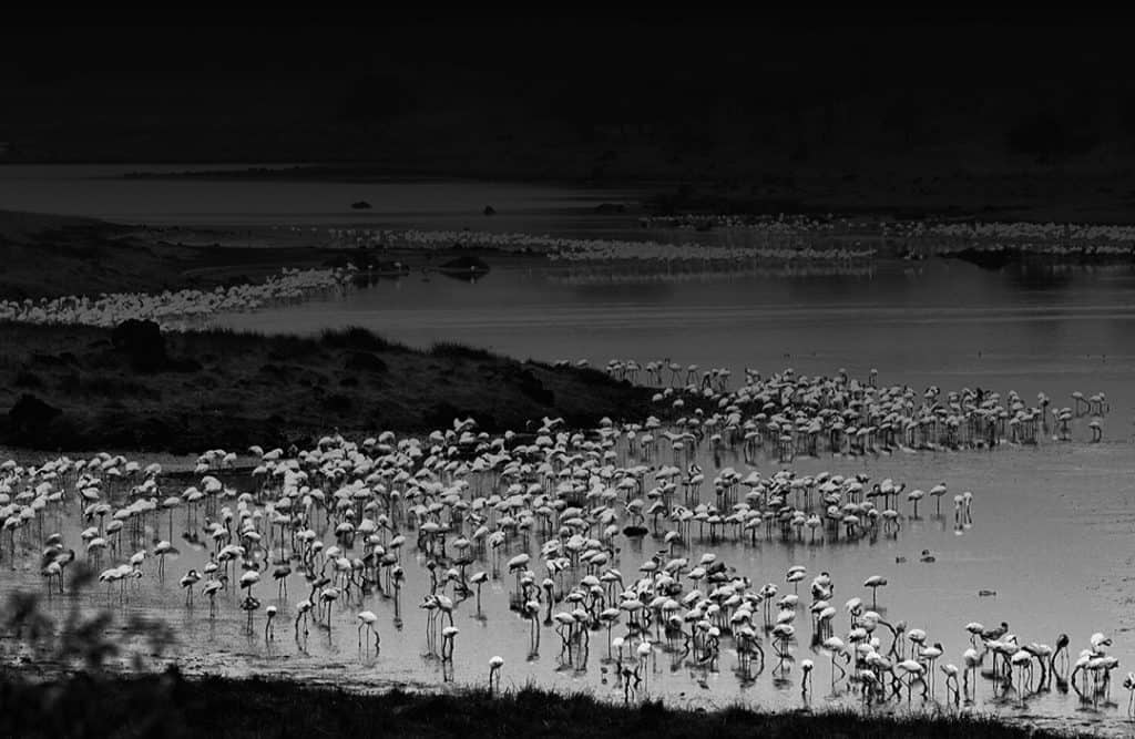 Flaming meeting, Arusha National Park, Tanzania. 2003