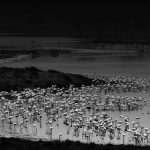 Flaming meeting, Arusha National Park, Tanzania. 2003