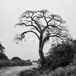 Quiçama National Park, Luanda, Angola. 2014