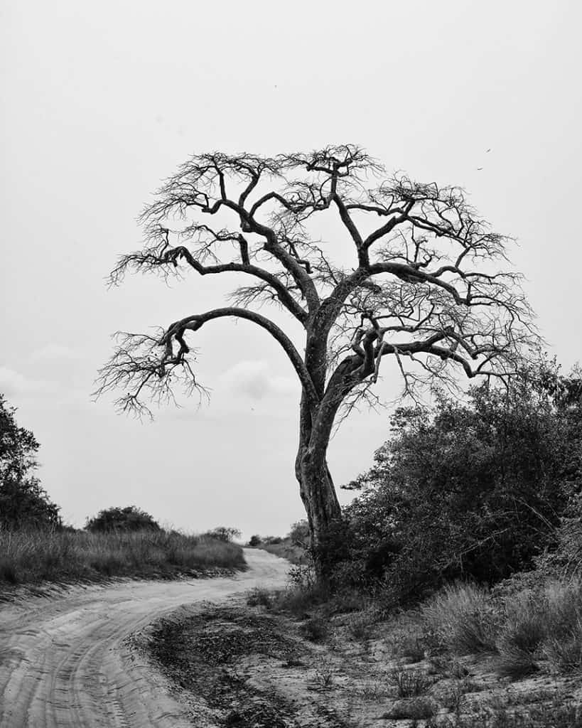 Quiçama National Park, Luanda, Angola. 2014