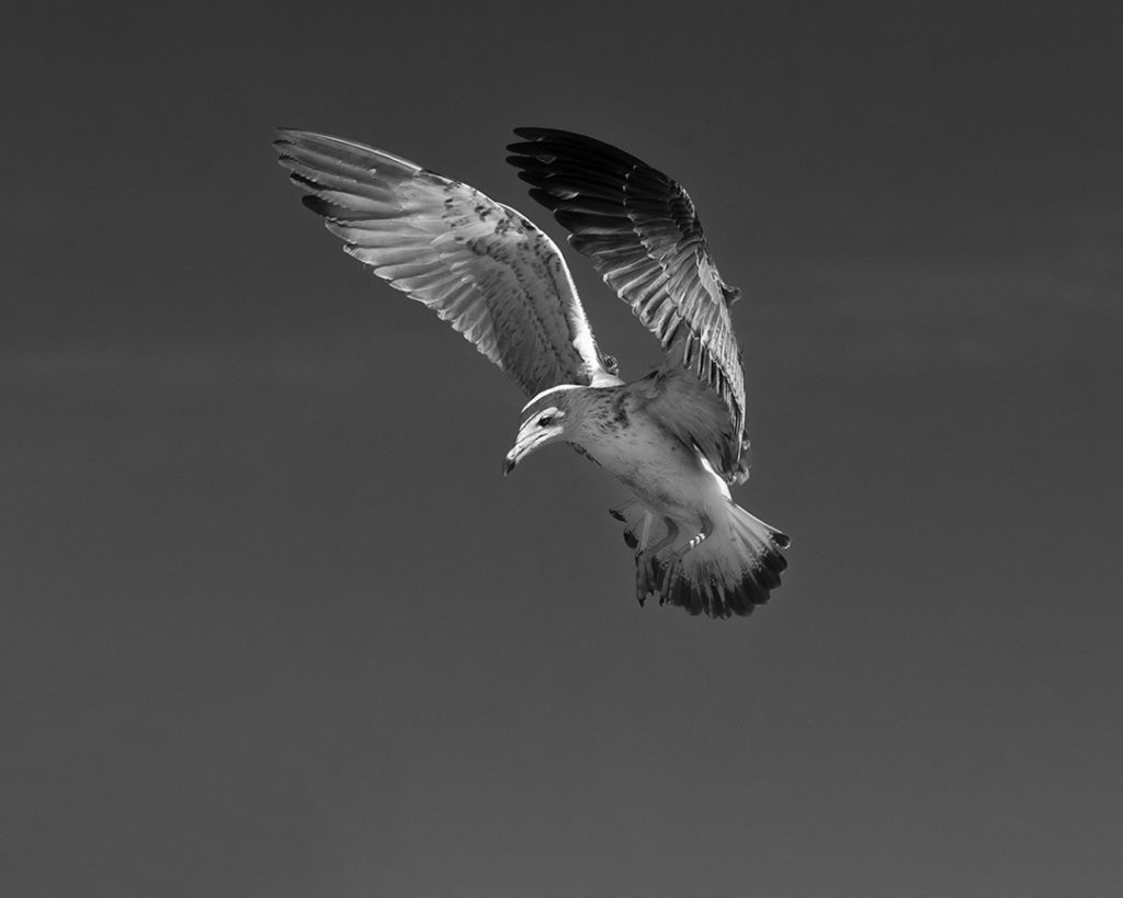 Seagull Study # 19, Sines, Portugal. 2020