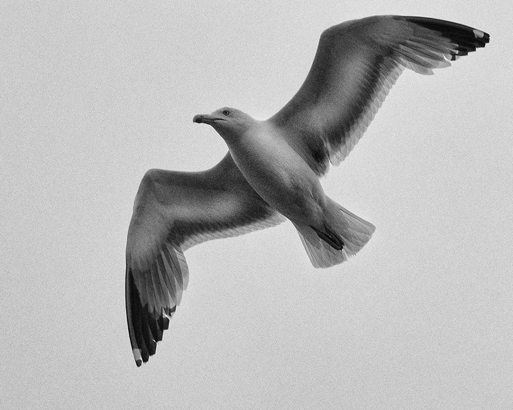 Stork Study # 19, Casoto, Sines, Portugal. 2020