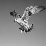 Seagull study # 12, Sines, Portugal. 2020