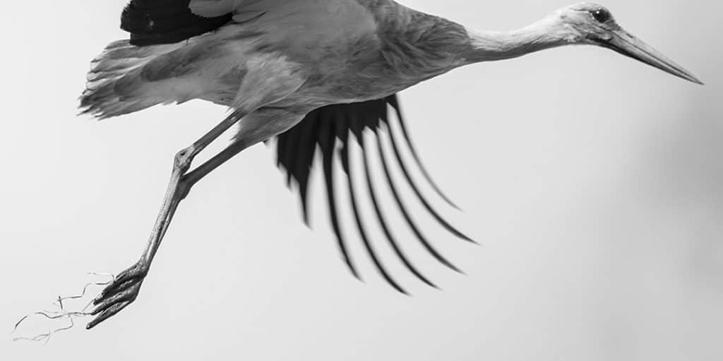 Stork Study # 1, Torre, Comporta, Portugal. 2020