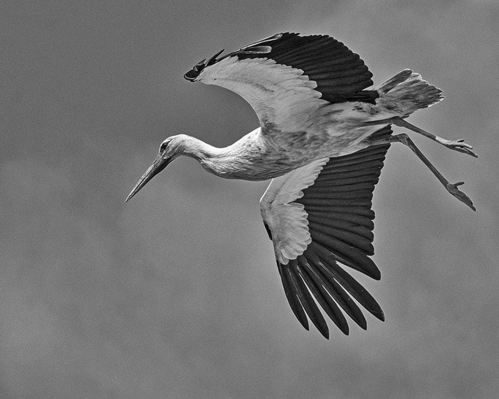 Stork Study # 25, Torre, Comporta, Portugal. 2020\