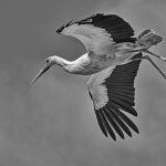 Stork Study # 25, Torre, Comporta, Portugal. 2020\