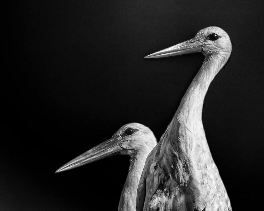 Stork Study # 5, Torre, Comporta, Portugal. 2020