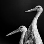 Stork Study # 5, Torre, Comporta, Portugal. 2020