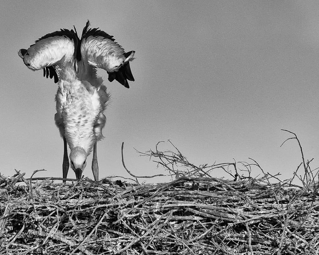 Stork Study # 19, Casoto, Sines, Portugal. 2020