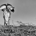 Stork Study # 19, Casoto, Sines, Portugal. 2020