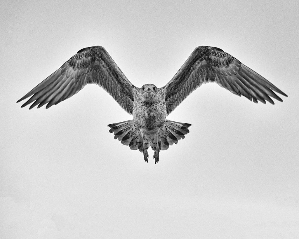 Seagull Study # 20, Sines, Portugal. 2020